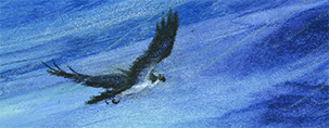 OspreyBanner