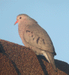 dove-c-g-wb.gif (129958 bytes)