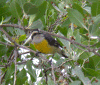 bananaquit.gif (113915 bytes)