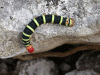 catapillar.gif (144919 bytes)