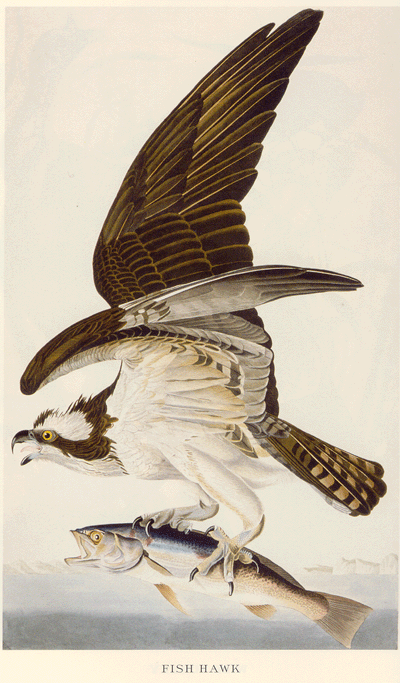 Audubon