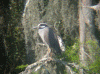 night-heron-y-wb.gif (273073 bytes)