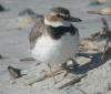 plover-wils-wb.gif (225912 bytes)