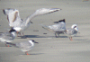 terns-misc.gif (216332 bytes)