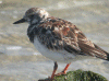 turnstone-wb.gif (217649 bytes)