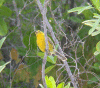 vitelline_warbler.gif (169539 bytes)