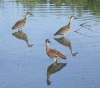 whistling_ducks.gif (120430 bytes)